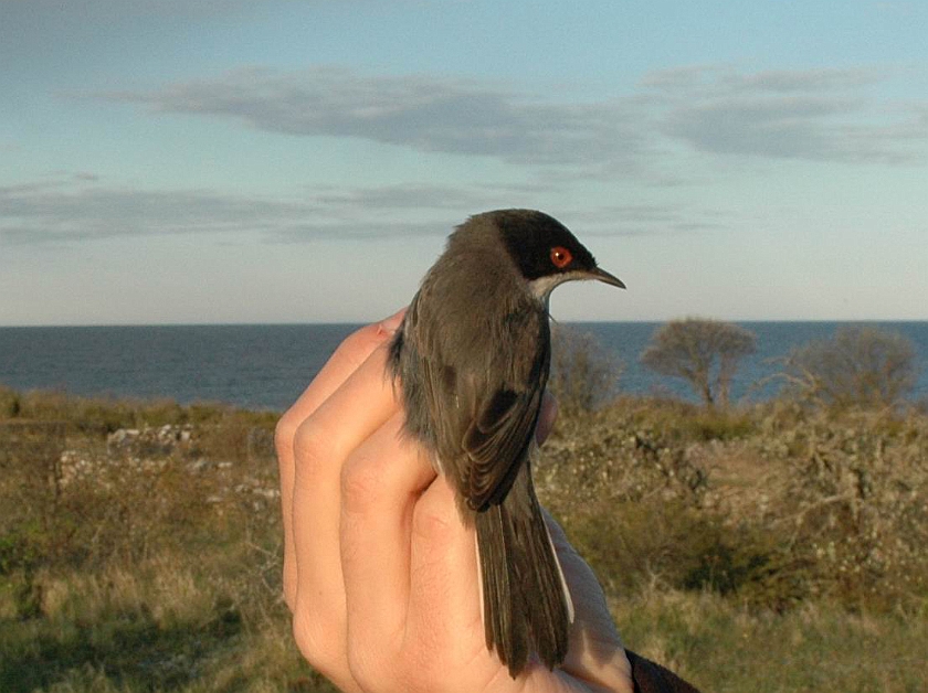 Sardinian Warbler, Sundre 20090512